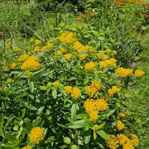 2 Yellow Milkweed Live Plants, Flowering Plant, 4-7 Inch Tall - Image 5