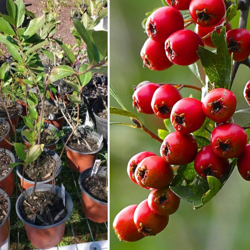 Red Chokeberry Plant Live, Outdoor Berry Bush, 8-12 Inch Tall - Image 3