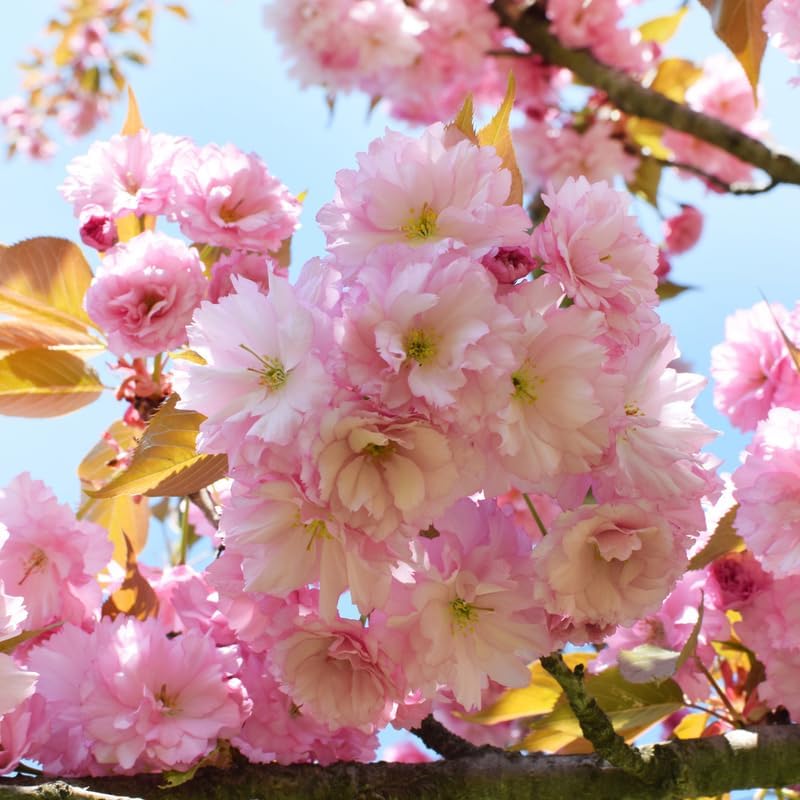 Kwanzan Cherry Blossom Plant, 8-12" Tall Cherry Blossom Live in Pot - Image 2