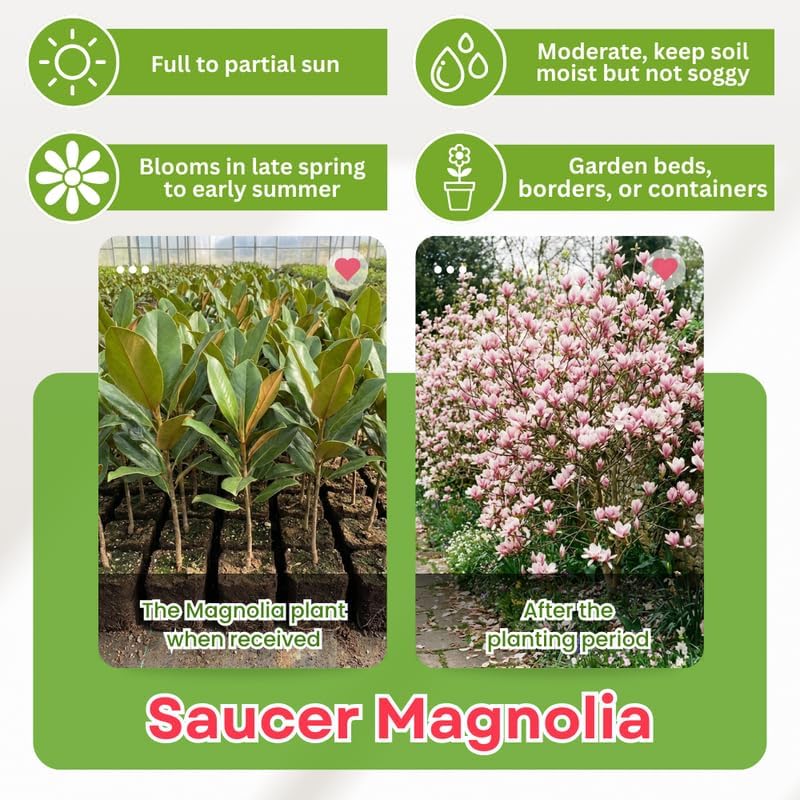 Saucer Magnolia Flower Tree, Hardy Ornamental Flowering Plant, Gallon Pot - Image 3