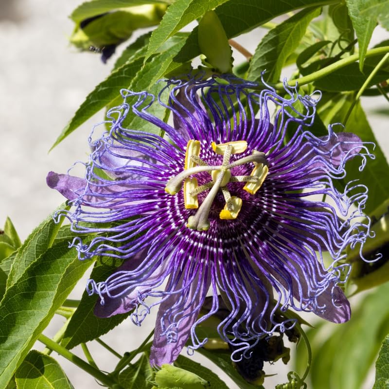 Deep Purple Passion Flower Live Plant, Passiflora Trellis Vine, 4-8 Inches - Image 5