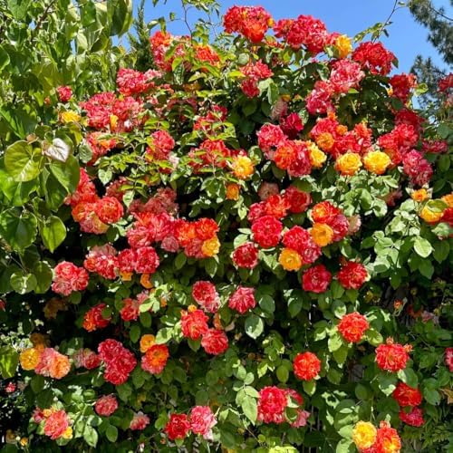 Random Climbing Live Rose Plant, Bush, 5-10 Inch Tall - Image 6