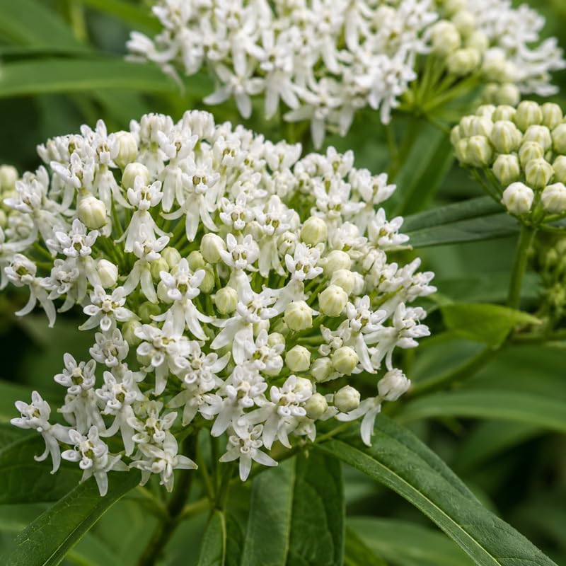 2 Live Milkweed Plant, White Swamp Milkweed Live Plant, 4-6 Inch Tall, Flowering Milkweed Plant for Outdoor Gardens, Easy to Grow - Image 5