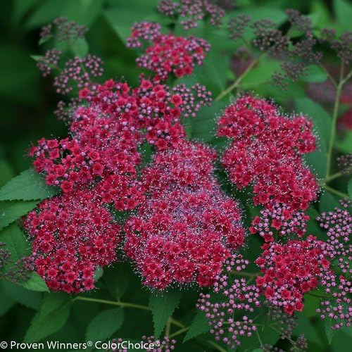Proven Winners - Spiraea jap. Double Play Red (Spirea) Shrub, red flowers, #3 - Size Container - Image 2