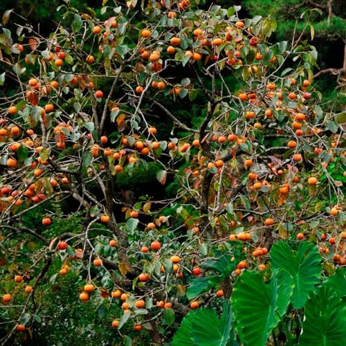 Persimmon Tree Live Plant, 6-12 Inch Tall Plant Well Rooted in Quart Pot - Image 5