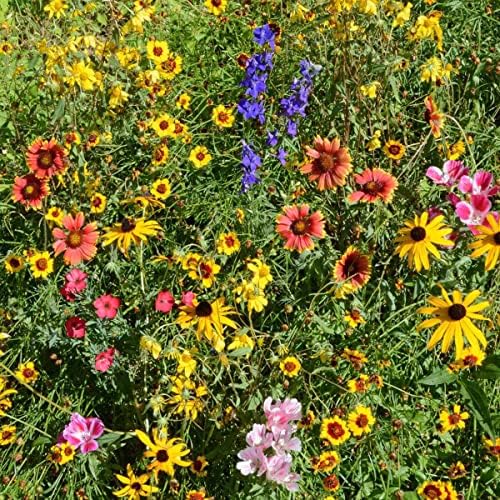 Outsidepride Mountain Wild Flower Seed Mix - 1/4 lb Premium Blend of Annual & Perennial Wildflower Seeds for High-Elevation, USDA Zones 3-8, Ideal for Mountain Gardens, Low-Maintenance & Easy to Grow - Image 2