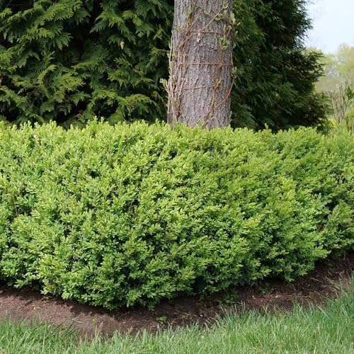 1g Proven Winners North Star Boxwood Shrub - Image 3
