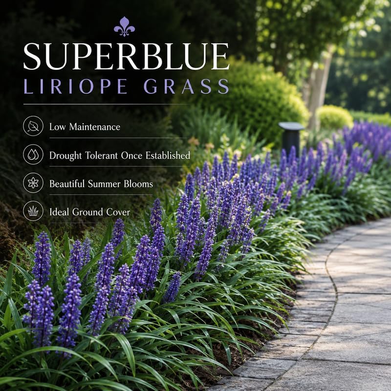 4 Big Blue Liriope Grass Plants Live (No Pot), 4-8" Tall, Non GMO Ornamental Grass Live Plant, Drought Tolerent, High-Density Ground Cover for Shaded Backyard & Patio Pathway - Image 5