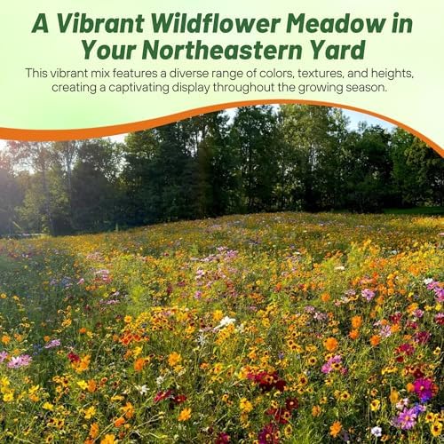 Outsidepride Northeast Wild Flower Seed Mix - 5 lbs Premium Blend of Vibrant Biennial & Annual Wildflower Seeds for Northeastern States, Ideal for Meadows, Borders & Gardens, & Attracting Pollinators - Image 6