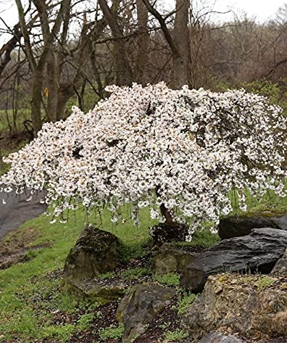Weeping Cherry Blossom Tree, 8-12" Tall Cherry Blossom Live in Pot - Image 2