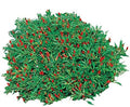 Park Seed Thai Hot Chili Pepper Seeds – Compact 18-Inch Plants with Fiery 50,000–100,000 Scovilles, Edible and Ornamental, Great for Containers, Cooking – Pack of 25 by ParkSeed