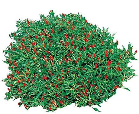 Park Seed Thai Hot Chili Pepper Seeds – Compact 18-Inch Plants with Fiery 50,000–100,000 Scovilles, Edible and Ornamental, Great for Containers, Cooking – Pack of 25 by ParkSeed