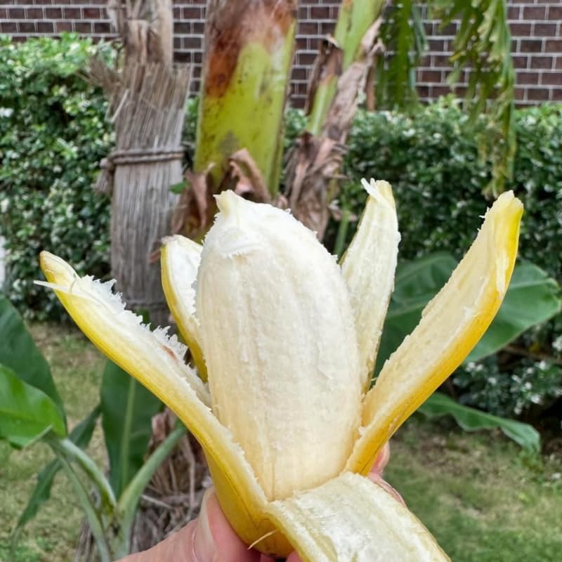 Basjoo Banana Tree Live Plant, Edible Fruit, 4-6" Tall - Image 4