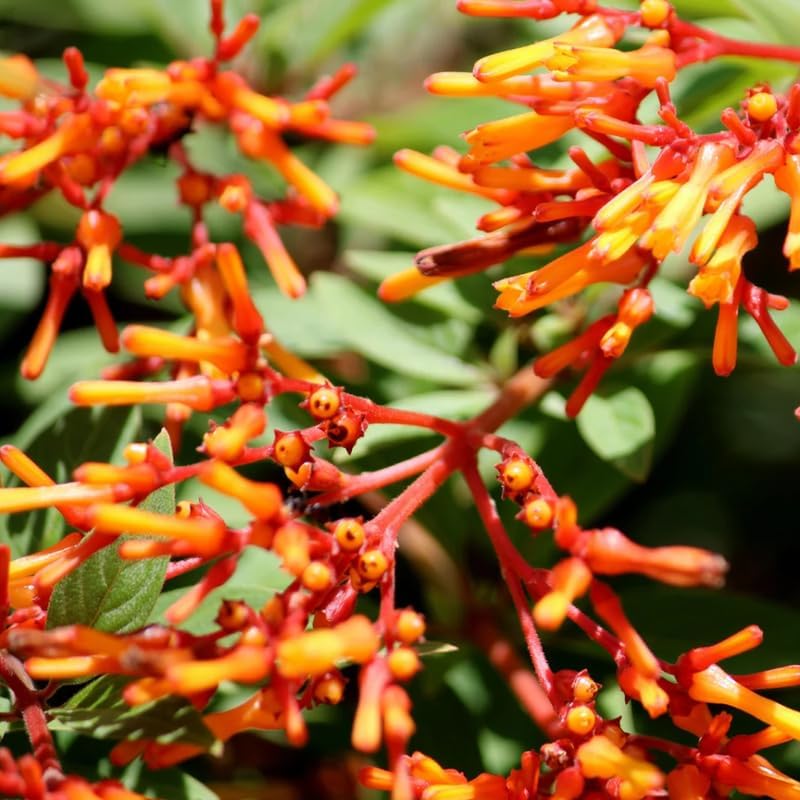 2 Firebush Plant Live - Image 3