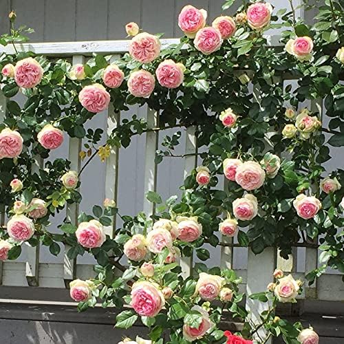 Ma Cherie Roses - Eden Rose Climbing Rose Live Plant, Rose Bushes Ready to Plant, Potted 2 Quart, Live Outdoor Plants, Pink Climbing Rose, Plant Gifts, Live Plants Outdoor, Roses Live Plants - Image 3