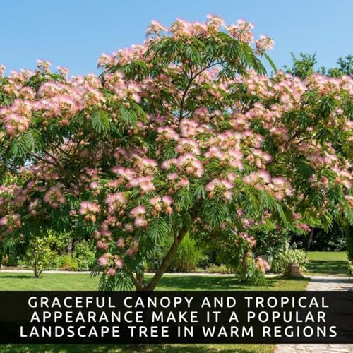 3 Mimosa Silk Tree Live Saplings – Pink Flowering Trees in Pots - Image 3