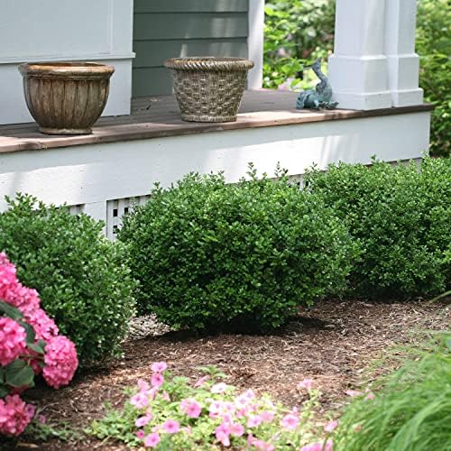 Proven Winners Sprinter Boxwood, Live Evergreen Shrub, 3 Gallon - Image 3