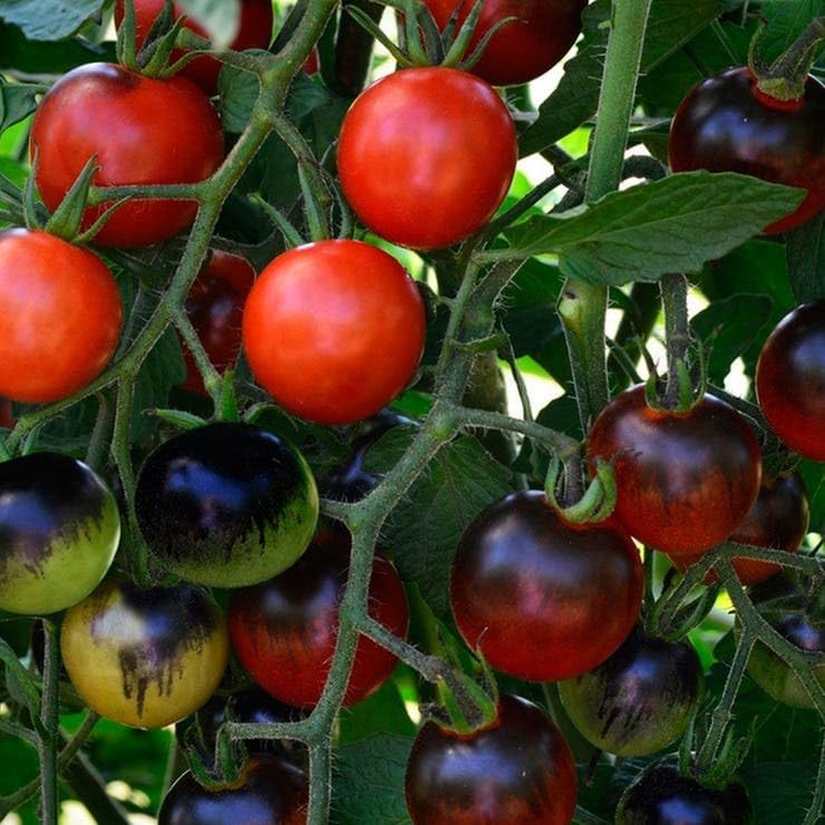 Park Seed Cherry Tomato Seeds, Pack of 10 - Image 3