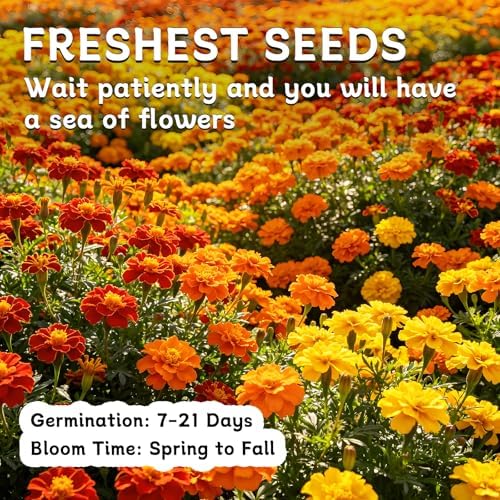 LUOJIBIE Marigold Seeds, 12,000+ Marigold Seeds for Planting Outdoor & Indoor, Flower Seeds Bulk for Gardening and Home, Non-GMO Heirloom, Easy to Grow - Image 7