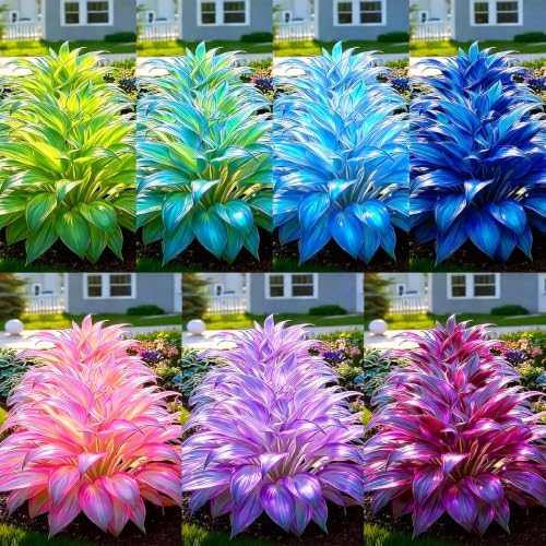 Mixed 305+ Hosta Seeds Mix for Planting,Colorsed Hostas Seeds Rare Perennial Under Trees & North Facing Areas Shade,Drought Tolerant Perennial Ground Cover with Decorative Gardens by MIXRUGBACWATER