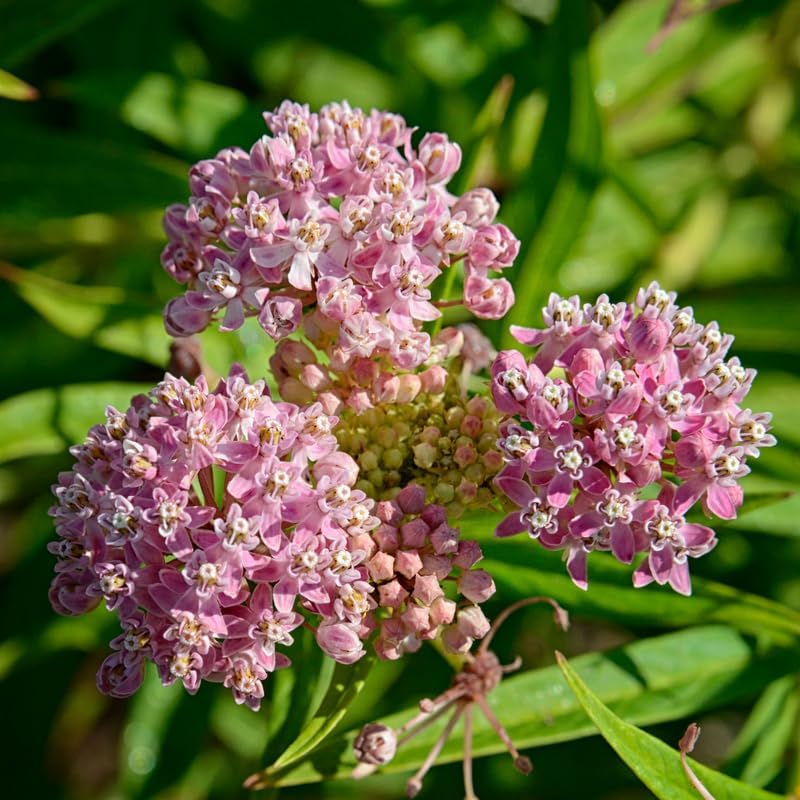 2 Pink Milkweed Live Plants, Flower Plant, 4-7 Inch Tall - Image 5