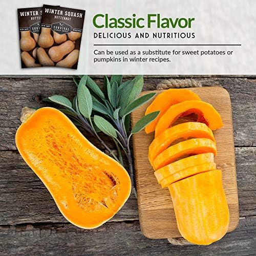 Butternut Squash Seeds for Planting - 5 Packs - Image 4
