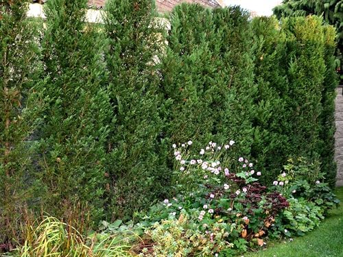 Greenwood Nursery: Live Trees - Murray Cypress + Cupressus x leylandii - [Qty: 2X Quart Pots] - (Click for Other Available Plants/Quantities) - Image 2