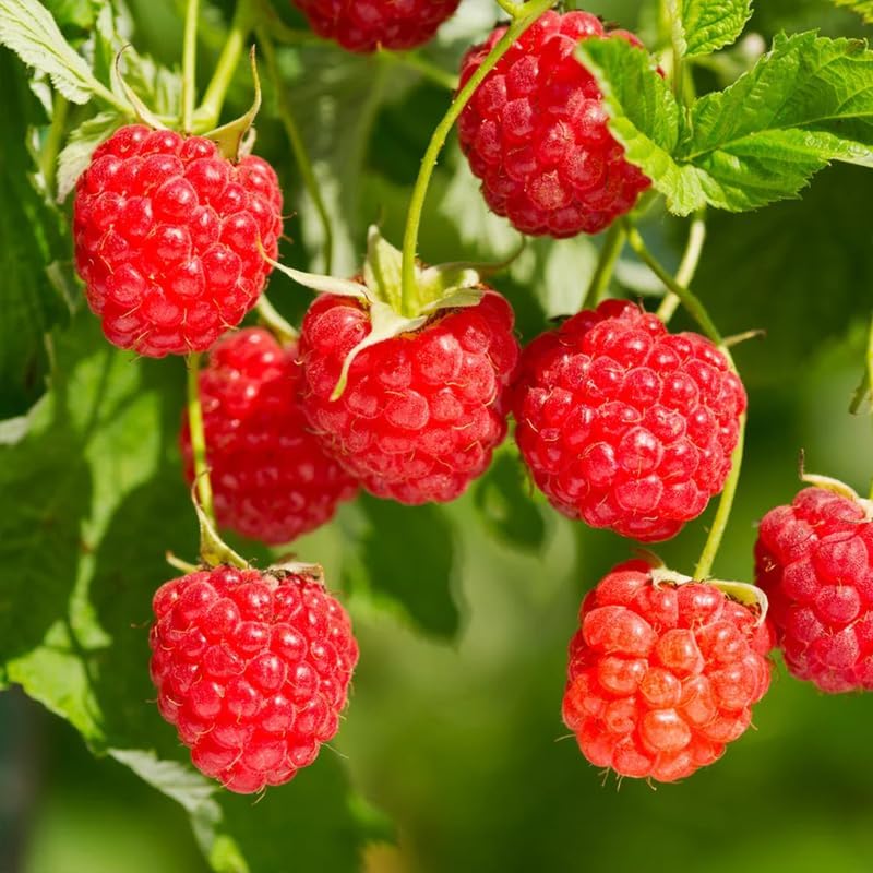 2 Caroline Red Raspberry Plants Live, Berry Bush, 4-8" Tall - Image 6