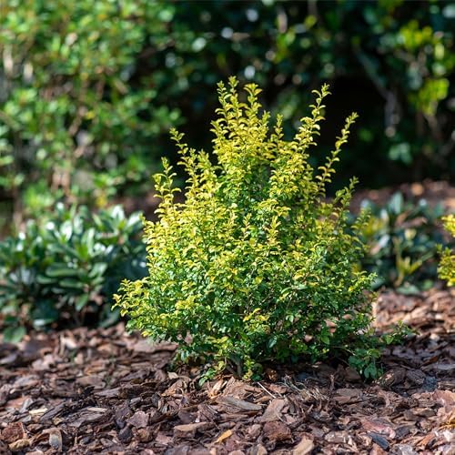 Perfect Plants Sunshine Ligustrum Shrub, 1 Gallon, Golden Evergreen - Image 6