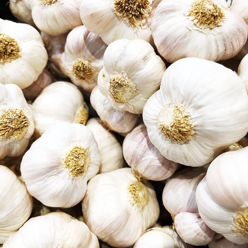 4 Heirloom Hardneck Garlic Bulbs for Planting - Pack Music Garlic Bulbs for Planting, Seed Garlic by Pilestone
