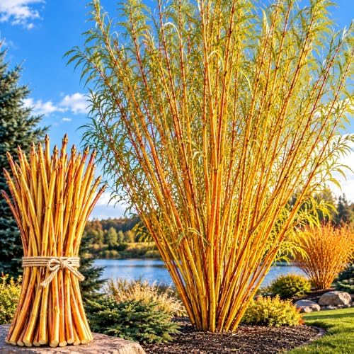 Gold Flame Willow Cuttings for Planting - Fast Growing Live Willow Tree Starts, Brilliant Golden Yellow Branches, Ornamental Privacy Screen, Windbreak and Landscape Trees, 50 Cuttings by CZGrain