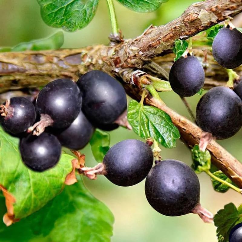 Black Velvet Gooseberry Plant Live, Well-Rooted Berry Shrub, 5-9 Inch Tall by HILROQG