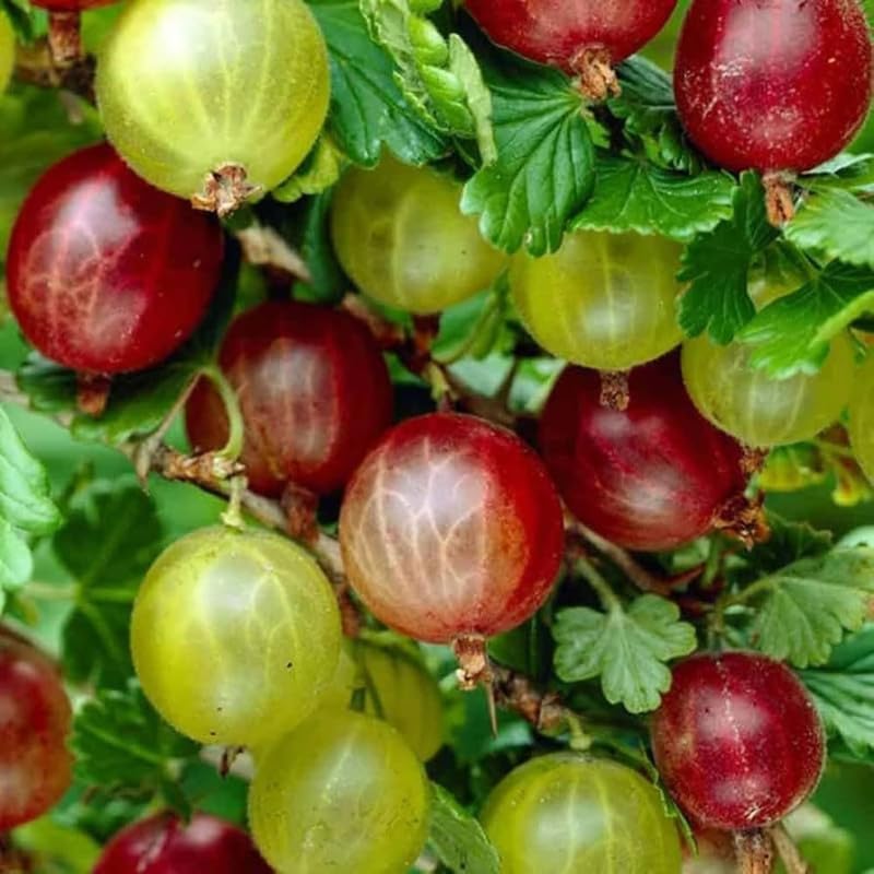 Red Gooseberry Berry Bush Live Plant, Garden Berry Shrub, 5-9 Inch Tall - Image 3