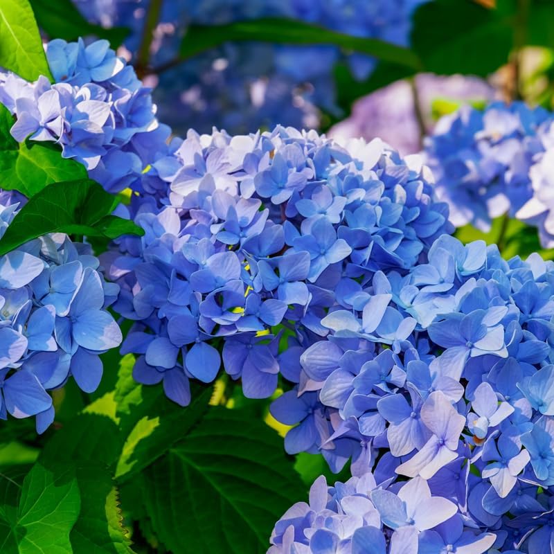 3 Nikko Blue Hydrangea Tree Live Plant, 2.5" Pot, Eye Catching Hydrangea Plant Live, Cold Hardy Perennial Flowering Shrub, for Gardens & Yard Borders - Image 3