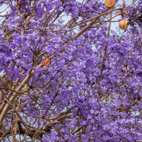 Jacaranda Tree Live Plant, 4-6 Inches Tall, - Image 7