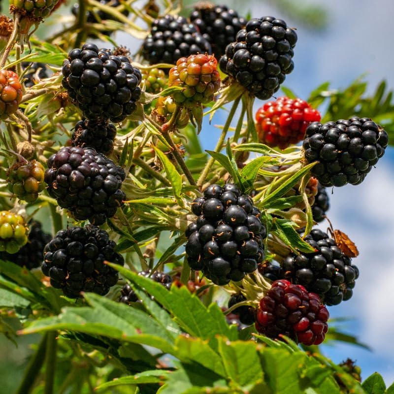 2 Sweet Pie BlackBerry Live Plants, Thornless Berry Plant, 5-8" Tall - Image 3