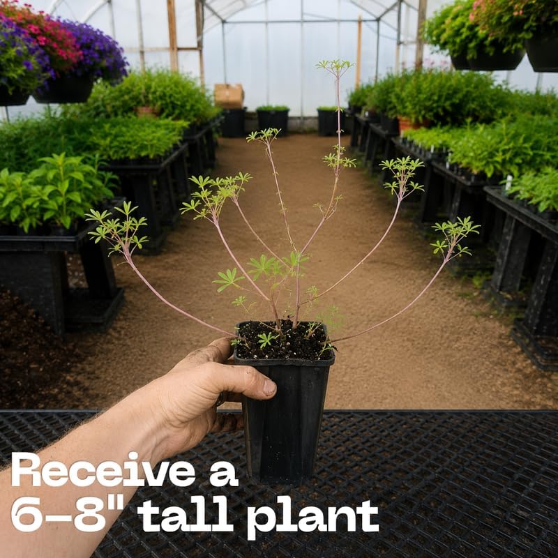 Wild Lupine Live Plant, 6-8" Tall in 6" Pot, Grow Robust, Easy to Care Vibrant Blue Flowers for Pollinator Gardens - Image 3
