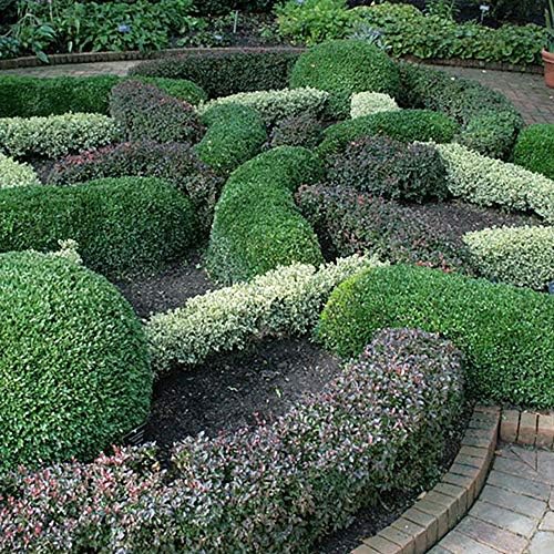 Perfect Plants Japanese Boxwood, 3 Gallon, Live Evergreen Shrub - Image 6