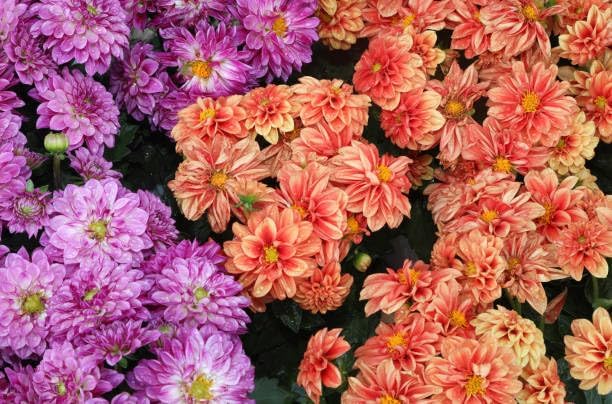 Dwarf Dahlia Mix Seeds, 300+ Non-GMO Heirloom Seeds, Compact Cold-Hardy & Drought-Tolerant Perennial, Vibrant Blooms for Garden Borders, Containers & Patios - Image 6