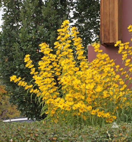 Maximilian Sunflower Seeds - 3000+ Count - for 2026 Planting Prairie Sunflower Perennial Wildflower Drought Tolerant Deer Resistant Tall Yellow Flower Grow Your Own Home Farm Patio - Image 3