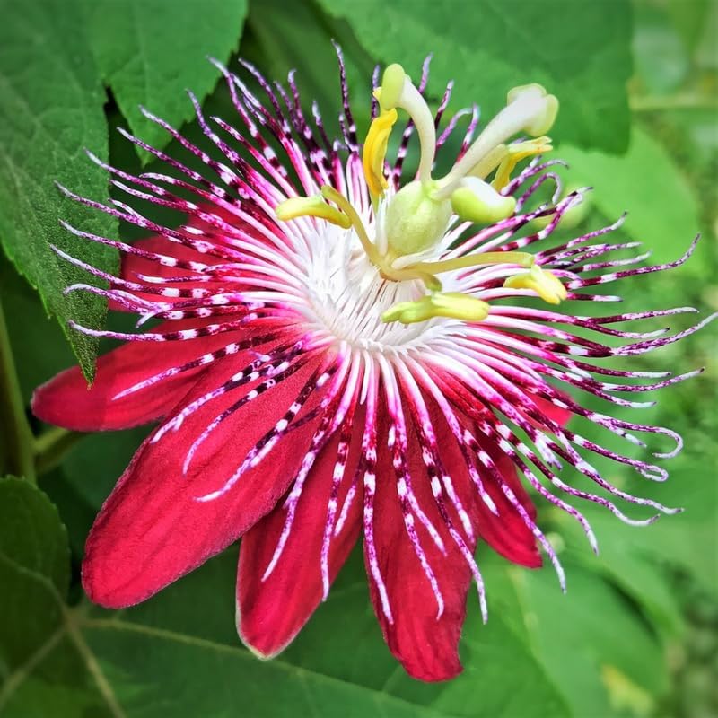 Burgundy Passion Flower Live Plant, Passiflora Trellis Vine, 4-8 Inches - Image 6
