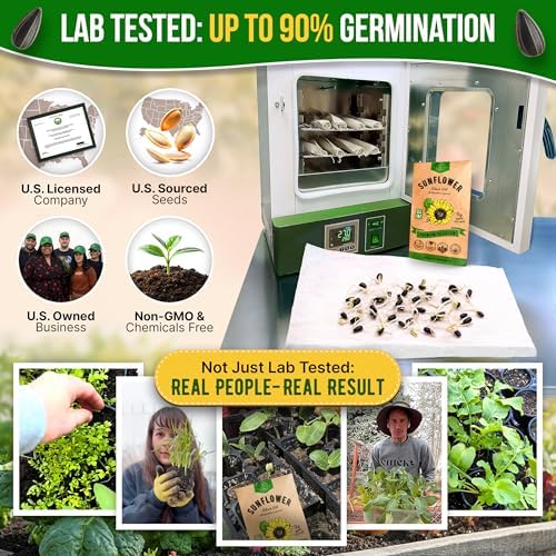 Sunflower Black Oil Seeds Pack 9G - Over 100 of Non-GMO Heirloom Sunflower Seeds for Planting Vegetables in Individual Seed Packet, Vegetable Seeds for Planting Indoor & Outdoor Garden - Image 2