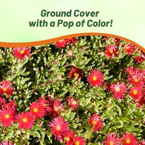 Outsidepride Gelato Red Ice Plant Seeds - 10000 Pcs Perennial, Drought Tolerant Ground Cover Seeds for Planting Vibrant Trailing Blooms, Ideal for Sunny Gardens & Xeriscape Landscaping - Image 6