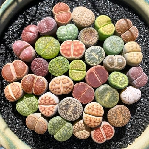 Lithops Random Mix Rare Live Succulent Plants, 30/50/100 Pcs Succulent Live Plant, Bare Root Without Pot Soil, Garden Indoor Office, Friend Plant Lovers Gifts (Large 100pcs) - Image 5