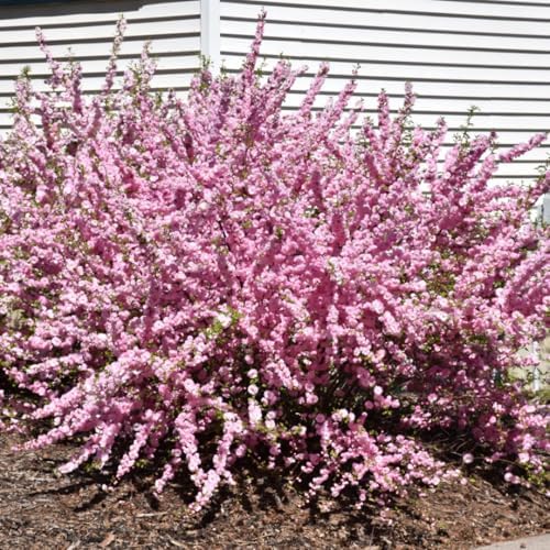Flowering Almond Tree Plant Live, Ornamental Shrub, 8-12 Inch Tall - Image 4