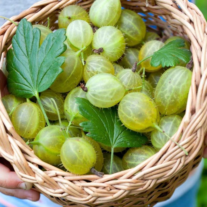 Sweet Gooseberry Plant Live, Home Garden Berry Bush, 5-9" Tall, Cold Hardy - Image 3