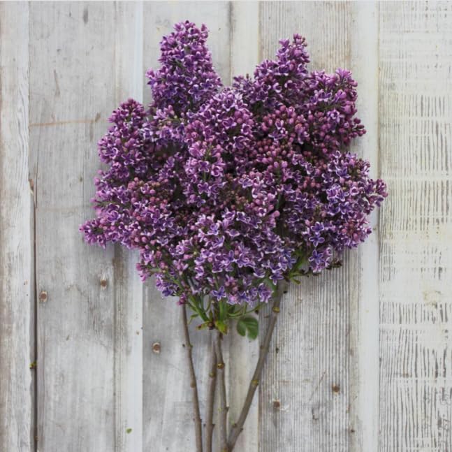 Syringa vulgaris ‘Albert F. Holden’ Lilac – Fragrant Purple Bicolor Lilac Shrub – Cold Hardy Flowering Bush – Pollinator Friendly Garden Plant – Live Starter Plant - Image 7