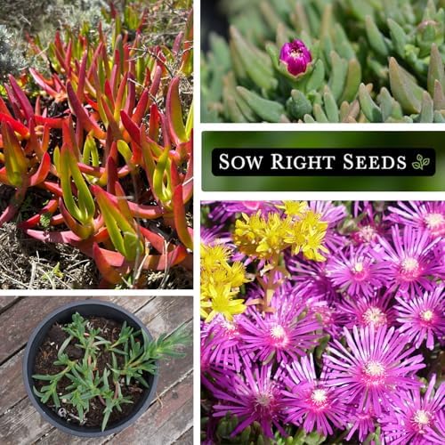 Sow Right Seeds - Mixed Annual Ice Plant Seed for Planting Flower Garden - Image 4