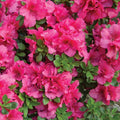Pink Reblooming Azalea Live Plant, Cold Hardy Bush, 4 Inch Tall, 4 Inch Pot by HILROQG