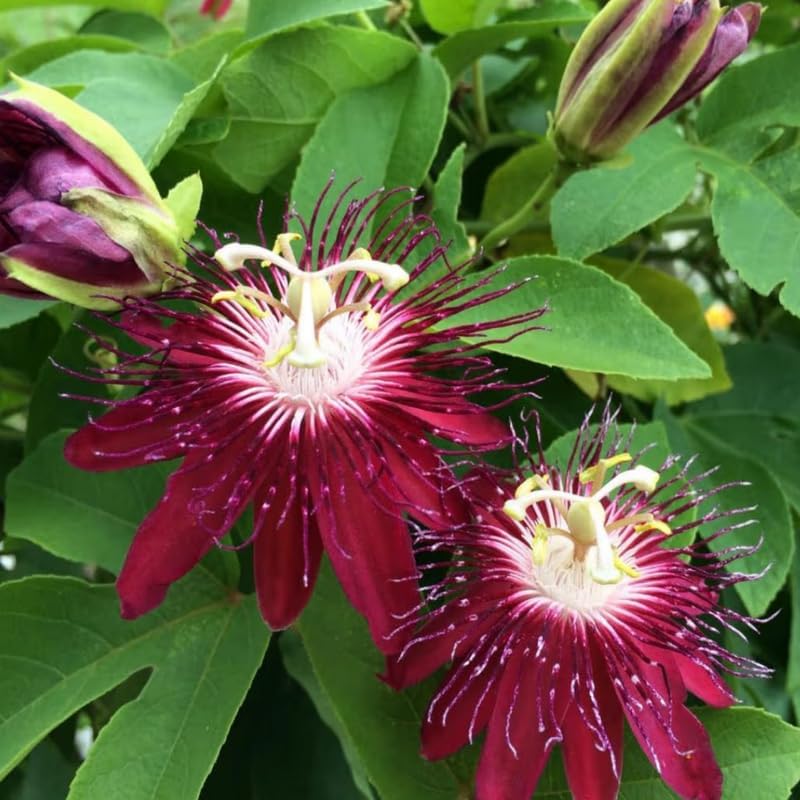 2 Burgundy Passiflora Plants, Colorful Passion Flower Vines, 4-7'' Tall - Image 6